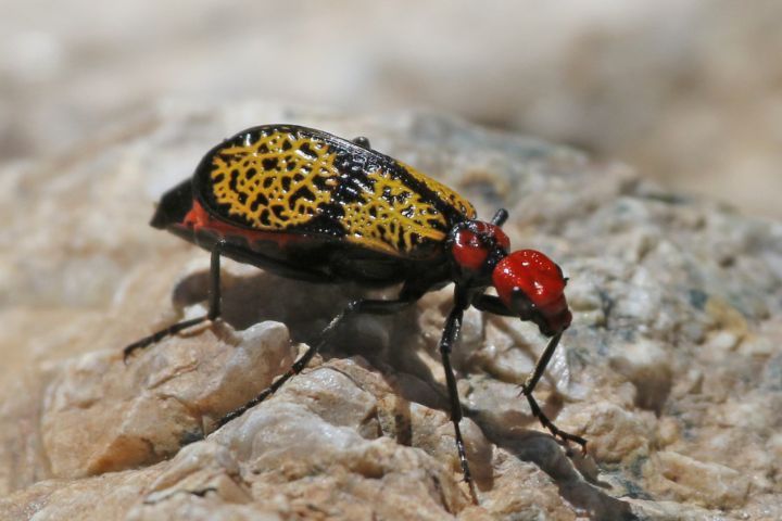 tossina scarabeo croce di ferro