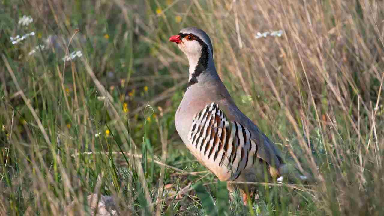 coturnice habitat e conservazione