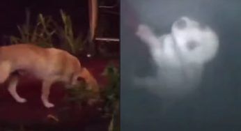 La mamma cerca disperatamente aiuto per il suo cucciolo caduto in un tombino – VIDEO