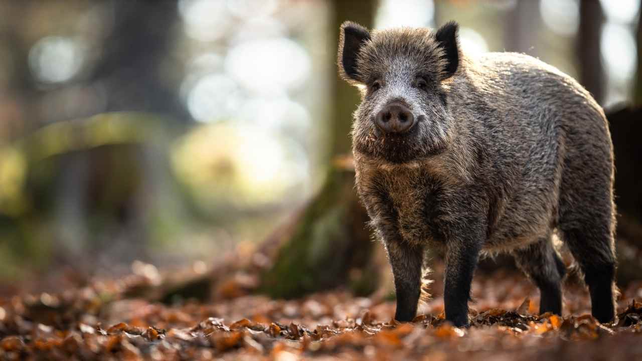 perchè il cinghiale attacca