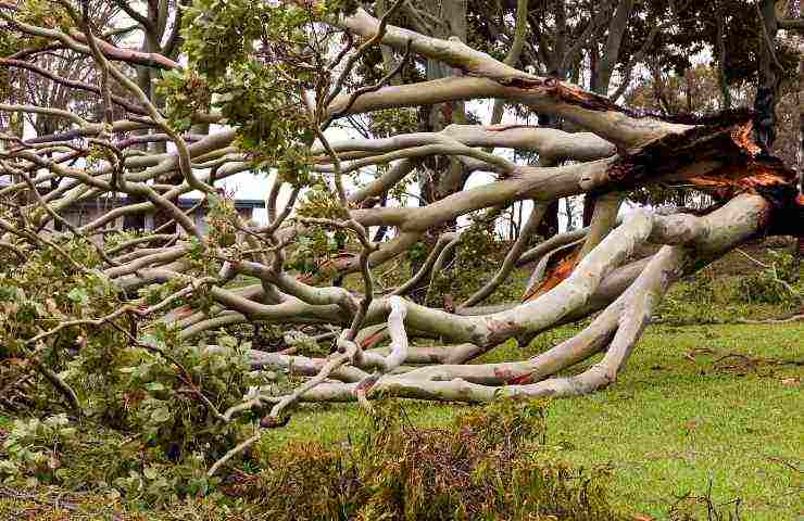 alberi cadono pioggia perchè