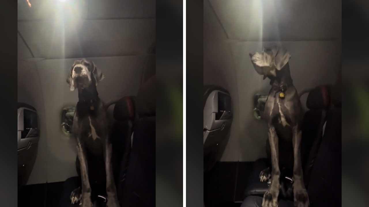 Acquista i biglietti per 3 posti così da poter portare in volo il suo