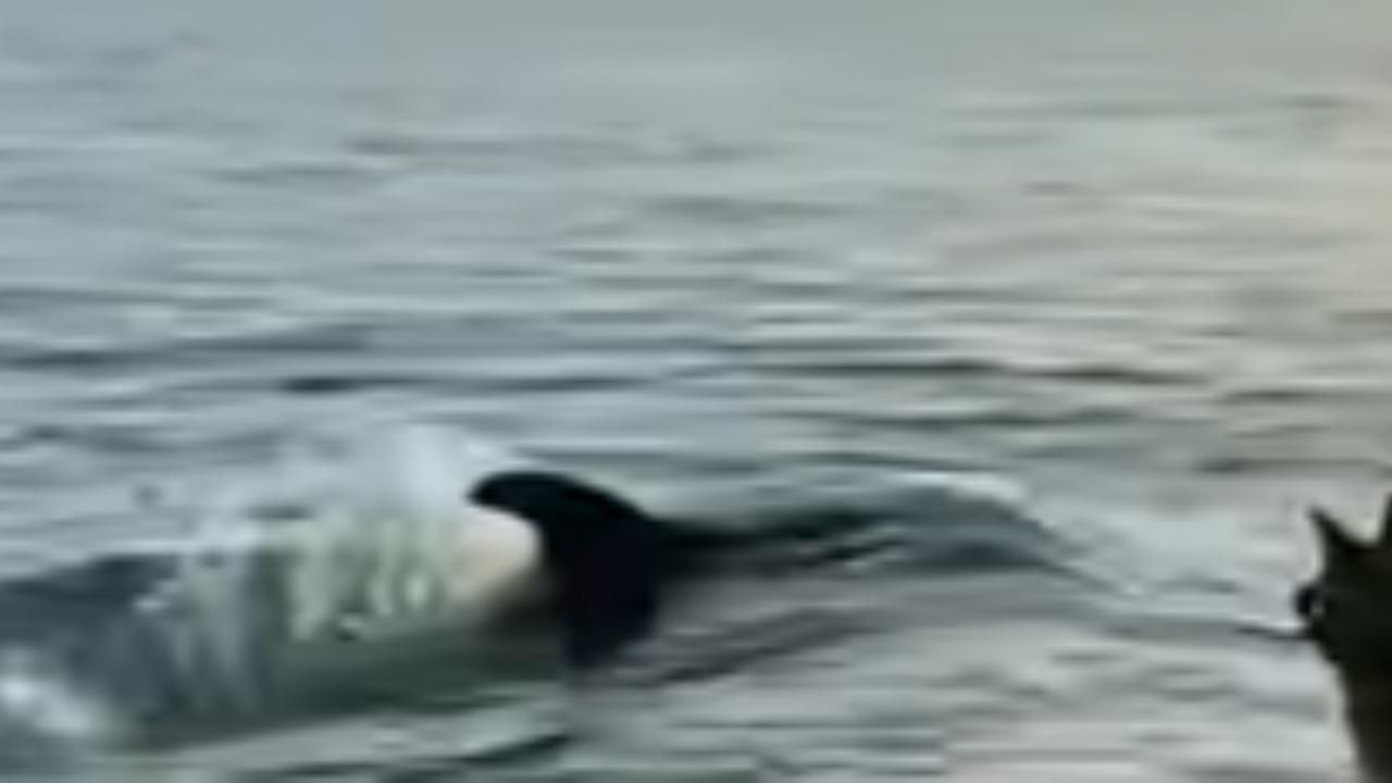 delfino video virale gioca con il cane