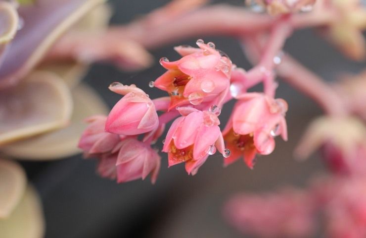 echeveria pianta fiori 