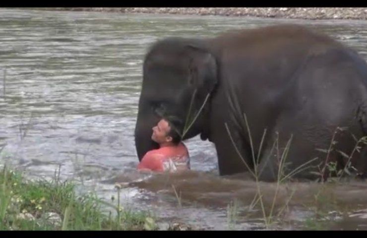 elefante salva uomo