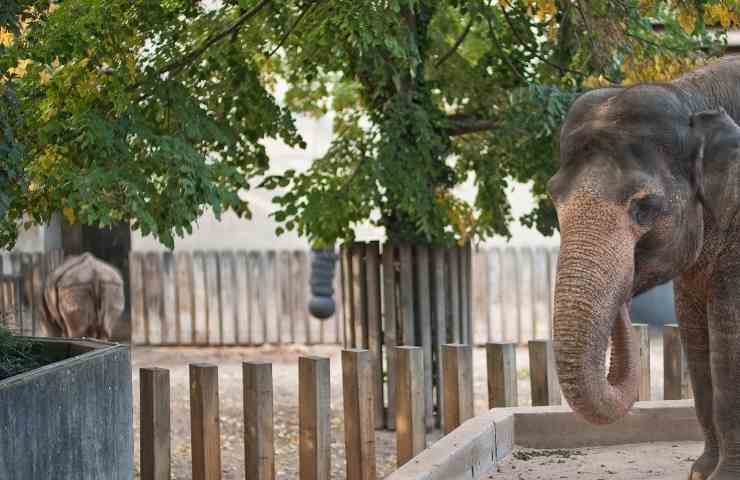 elefante zoo seul parla