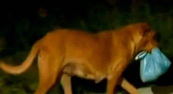 Tutte le notti il suo cane spariva, fin quando non ha deciso di seguirlo…