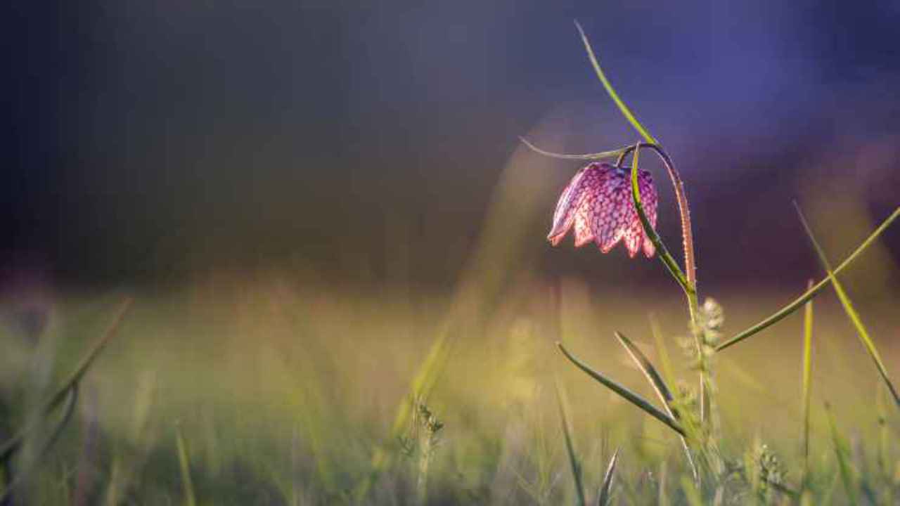 caratteristiche pianta fritillaria