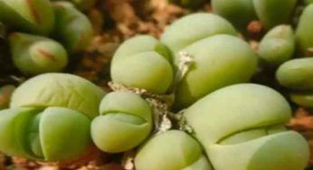 Non sono un dolce per bambini: non ci crederai ma è una pianta