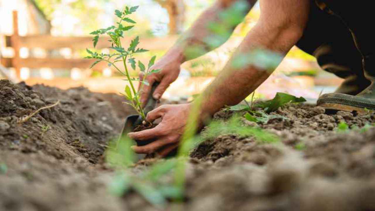 piantare finocchi orto