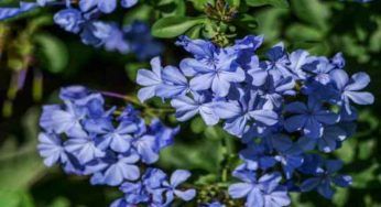 Plumbago, gli esperti svelano un segreto imperdibile