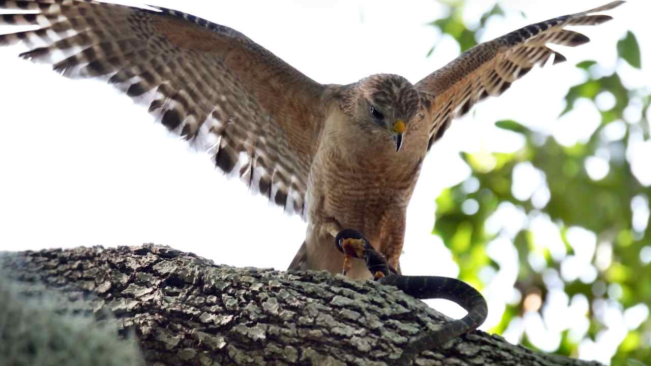 serpente cielo falco