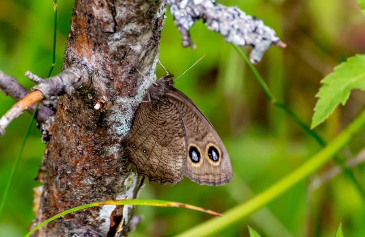 lonomia obliqua larve