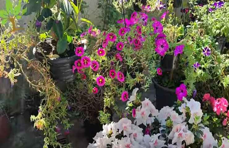 fertilizzante naturale fiori