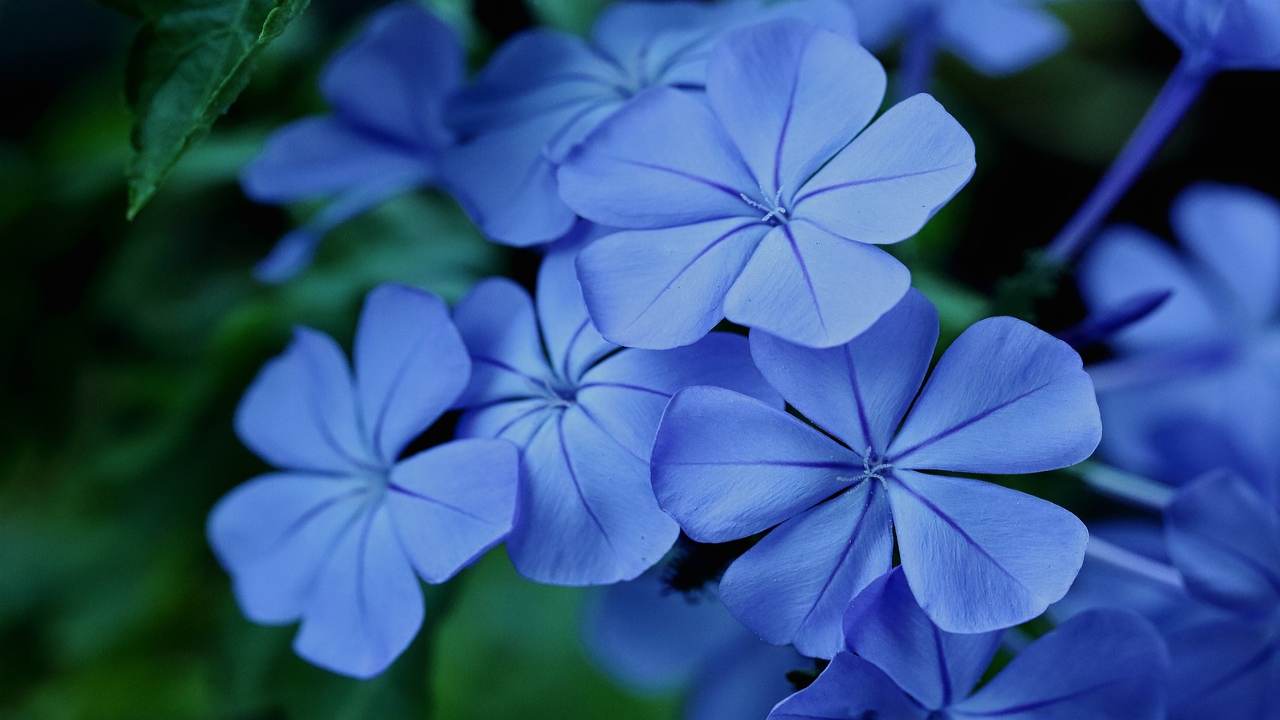 plumbago fiori corolle 