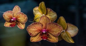 Orchidee: gli errori che le faranno morire