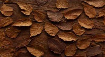 Foglie, perché le estremità diventano marroni. Dovresti saperlo