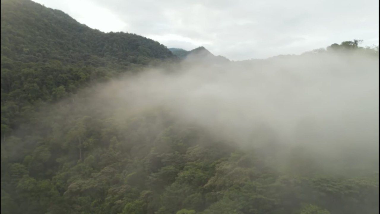 escursione hawaii foresta