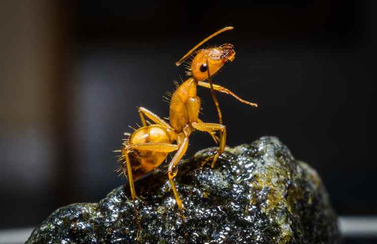 come togliere le formiche