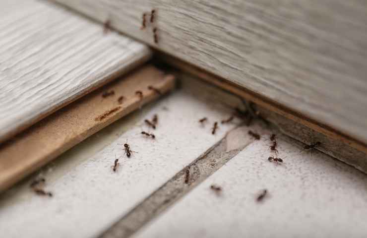 cosa attira formiche