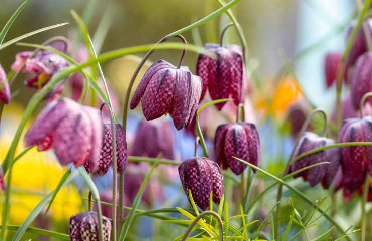 fritillaria cambia colore