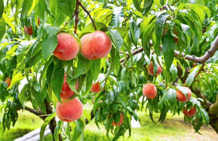 curare alberi frutteto