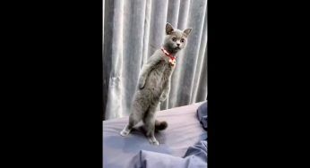 Pazzi e divertenti gatti: sono incredibili – VIDEO