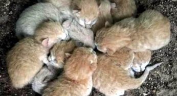 Escono fuori in giardino e trovano loro: si sono stretti per non morire congelati