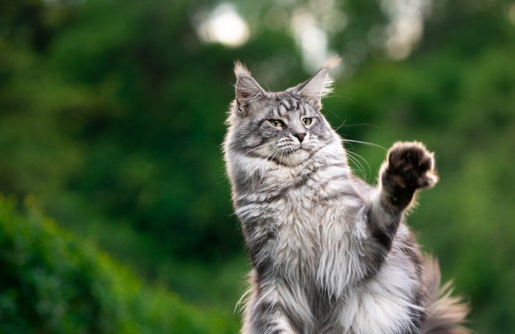 gatto maine coon