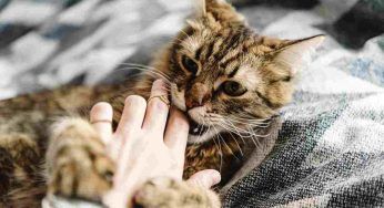 Uomo morso da un gatto: quello che gli capita non lo spiega neanche la scienza