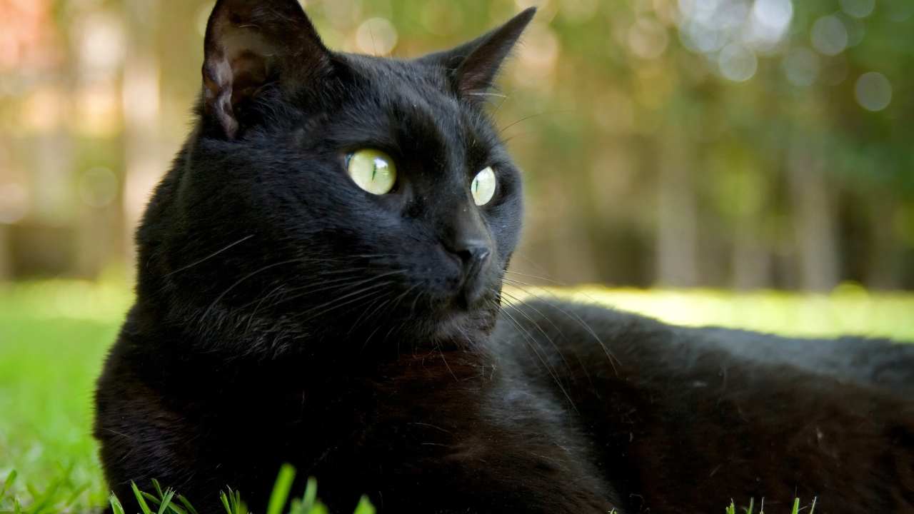 gatto nero perché superstizione