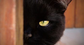 Giornata del gatto nero: tra superstizione e tutela dell’animale