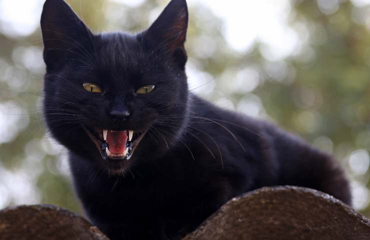 gatto nero perché superstizione