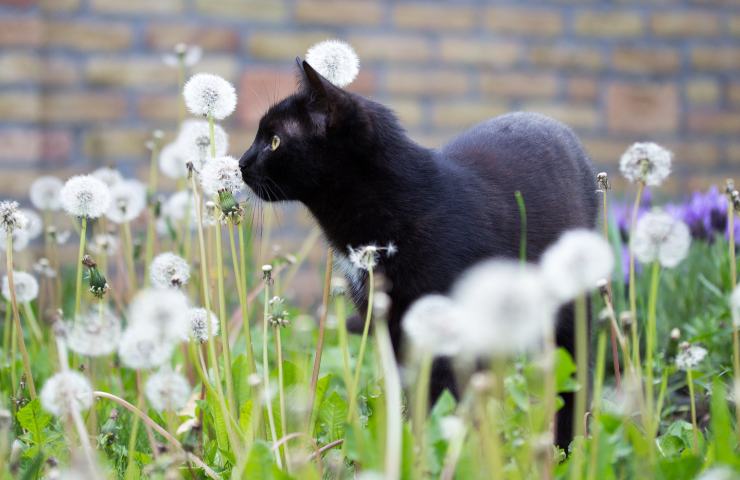 gatto superstizione