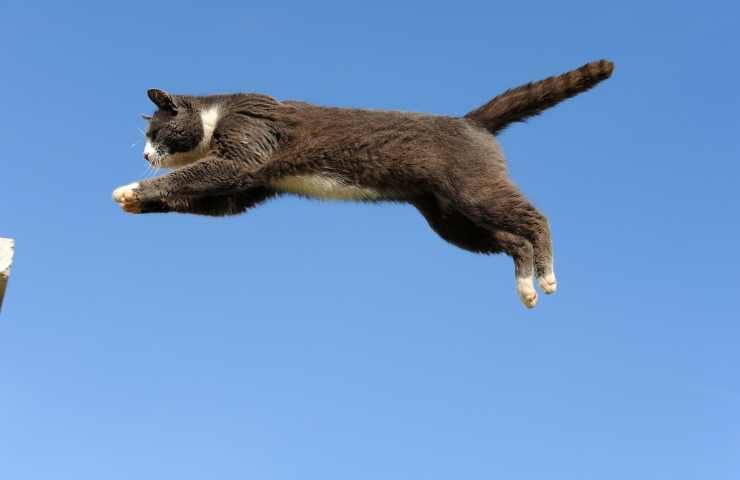 quanto saltano i gatti