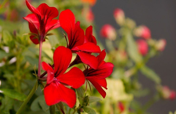 geranio rosso fiori