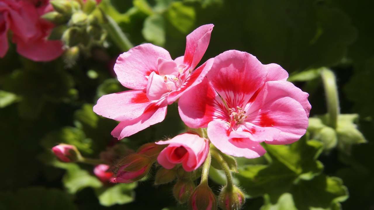 geranio rosa petali