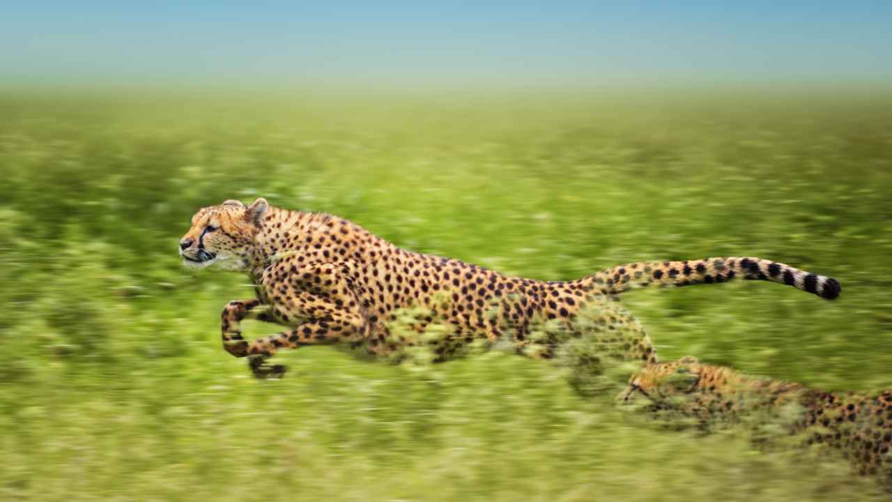 animali più veloci al mondo