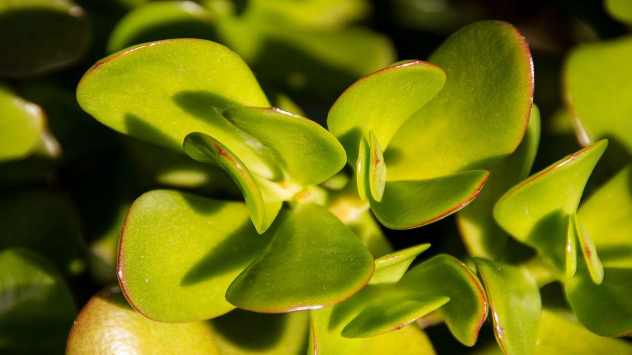 crassula ovata verde