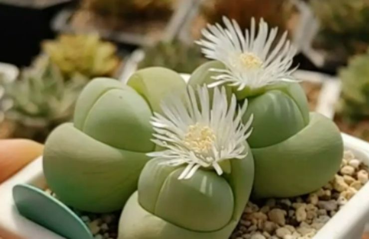 gibbaeum heathii caratteristiche