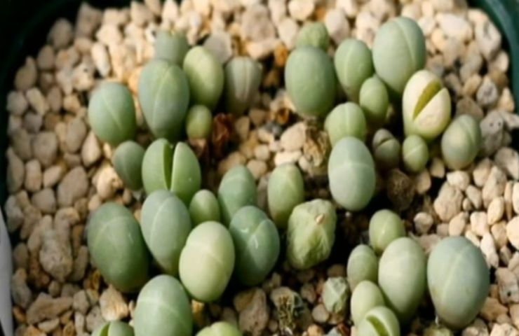 gibbaeum heathii pianta