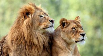 Giornata internazionale del leone: l’iniziativa di Torino