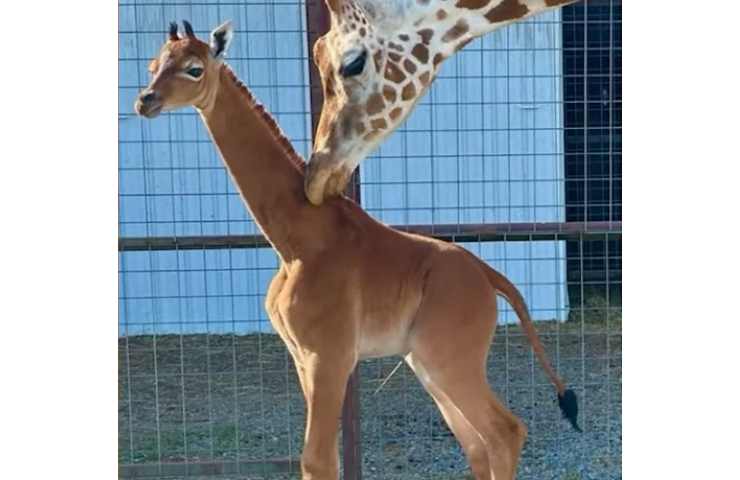 giraffa senza le macchie