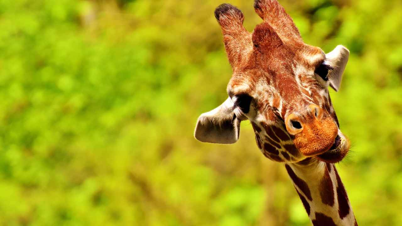 giraffe macchie