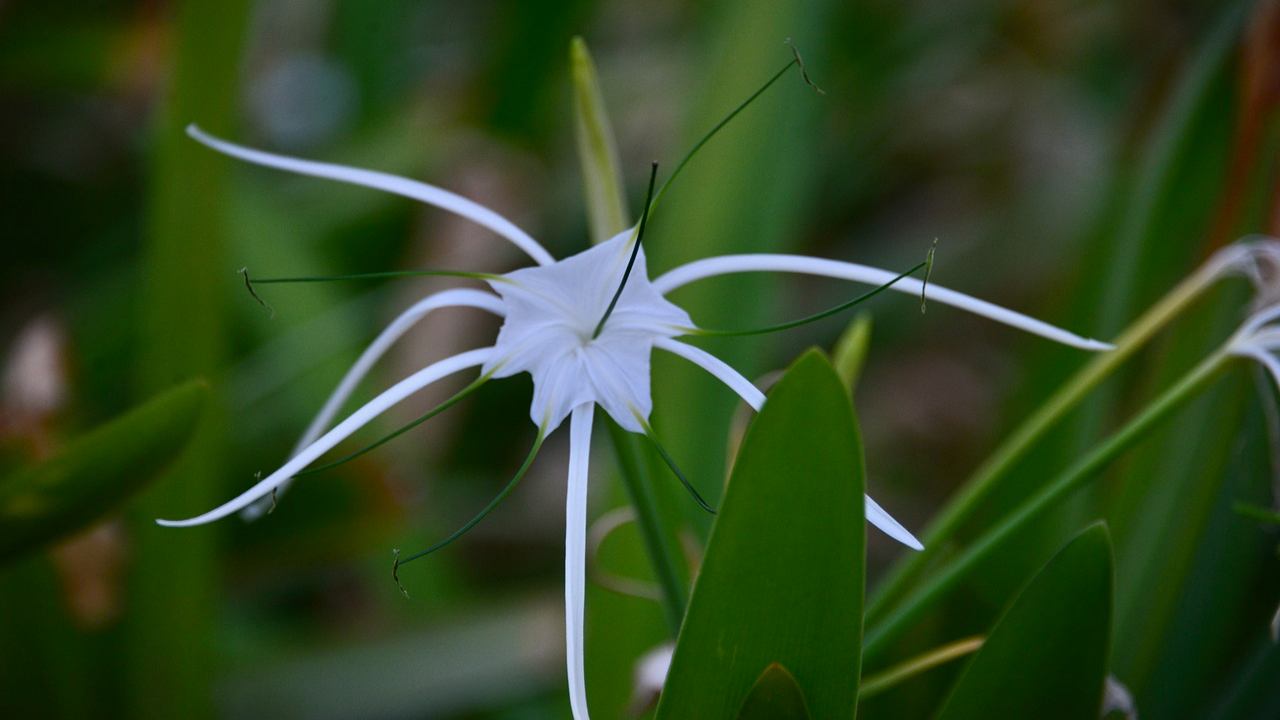 Ismene fiore petali 