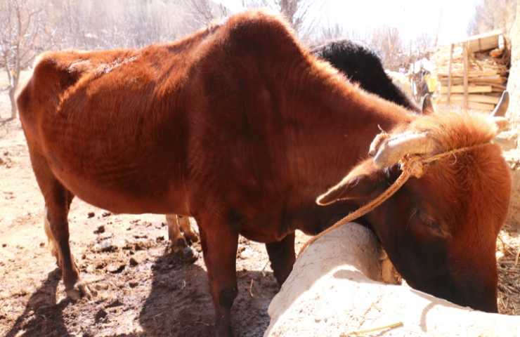 siccità afghanistan conseguenze