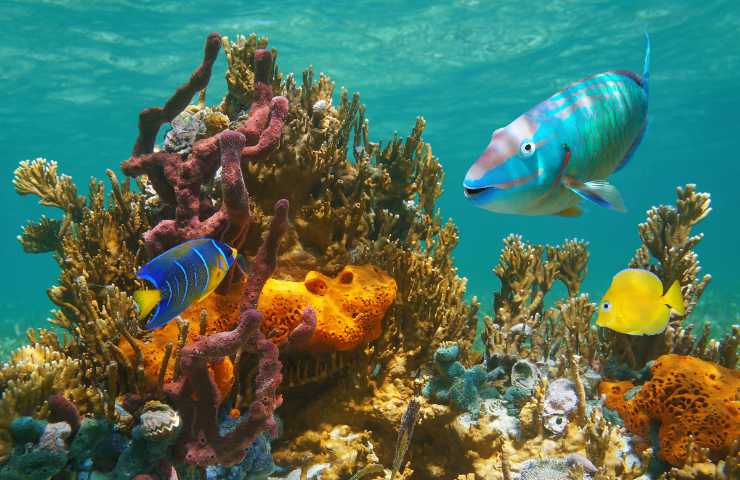 oceano mari inquinamento