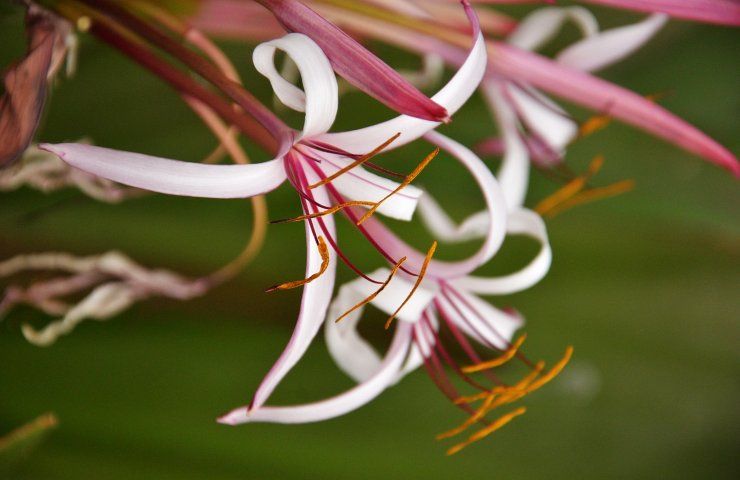 Ismene fiori rosa 