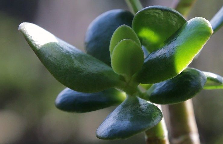 crassula ovata dettaglio