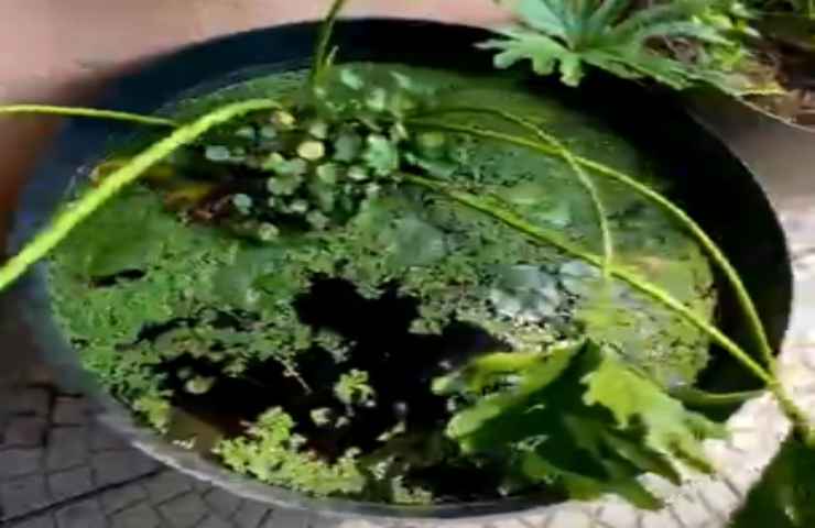 piante acquatiche vaso